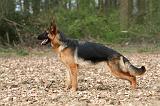 BERGER ALLEMAND 1012